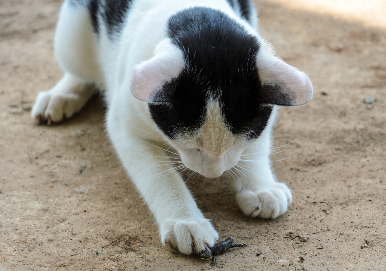 Gatto bianco e nero