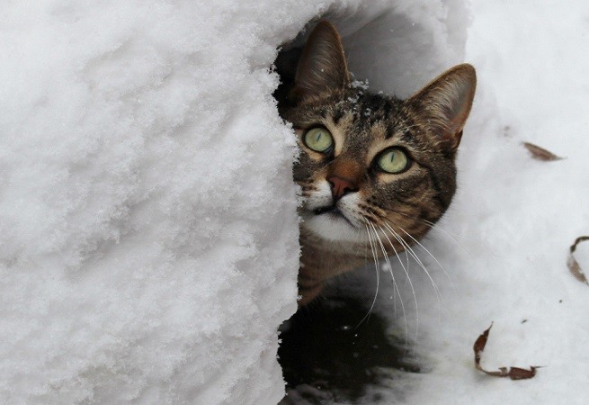 gatto neve