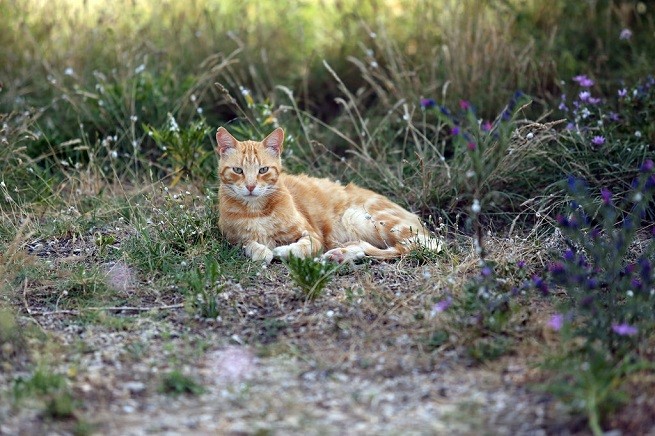 gatto prato