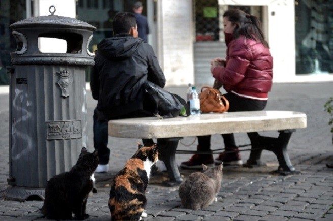 Gatti in strada