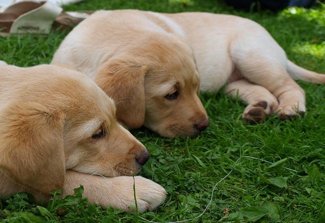 labrador cuccioli