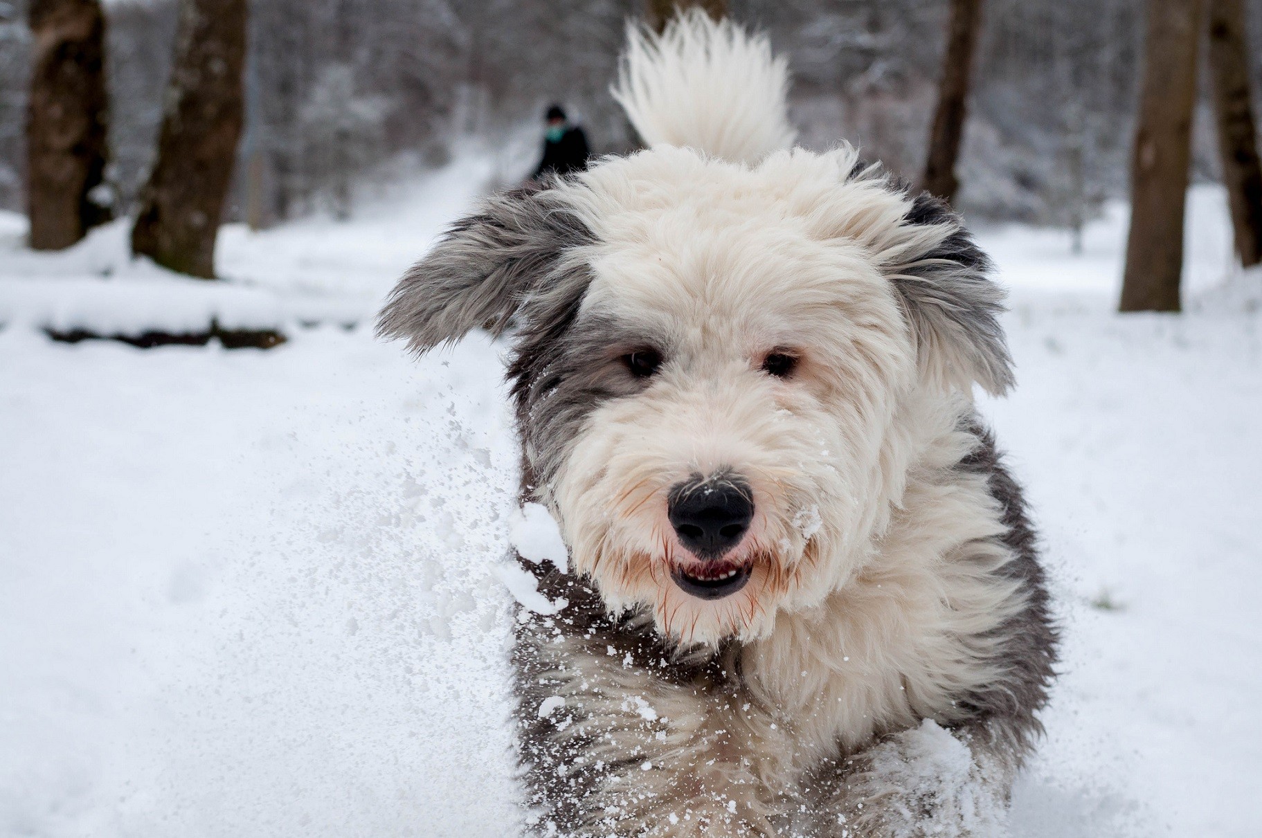 Cani in inverno