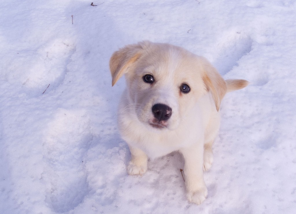 Neve cane