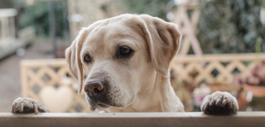 Labrador retriever