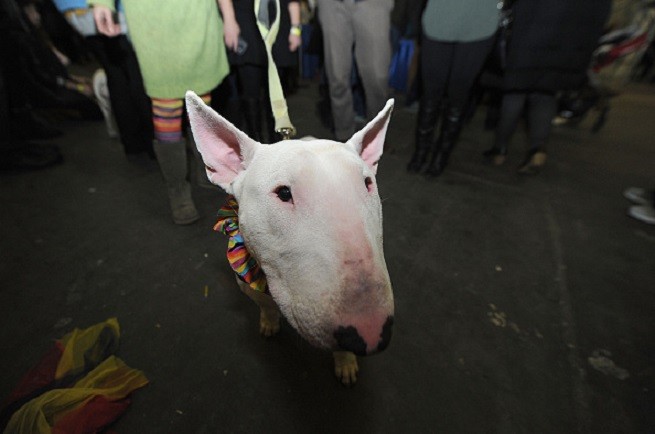 Bull Terrier