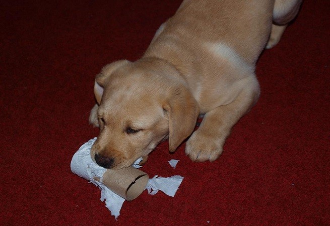 labrador cucciolo