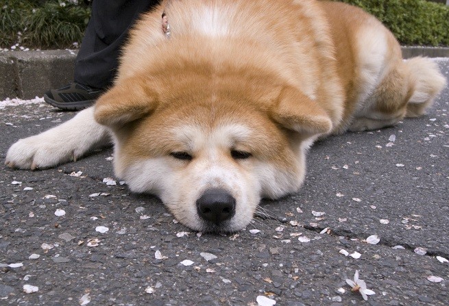 akita inu