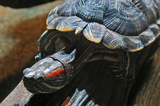 trachemys