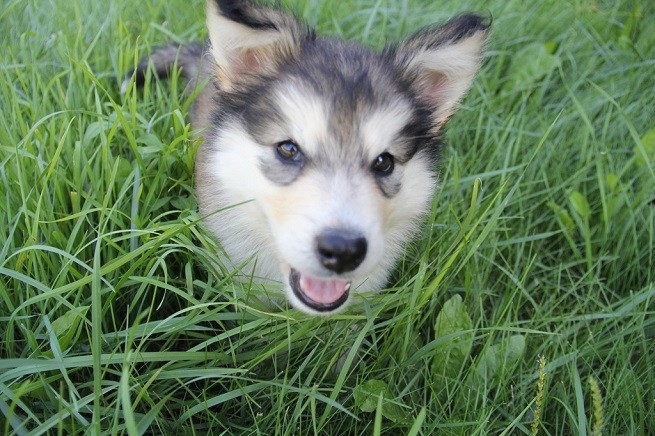 alaskan malamute