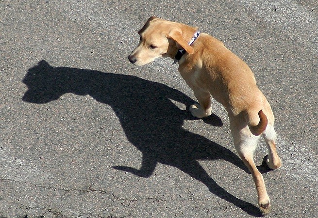 cane ombra