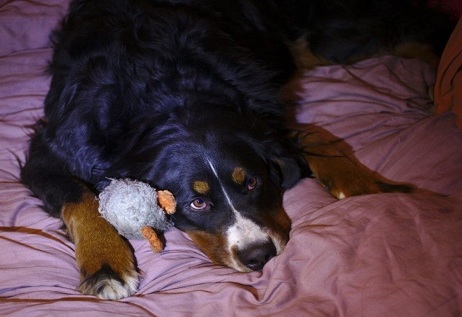 bovaro bernese