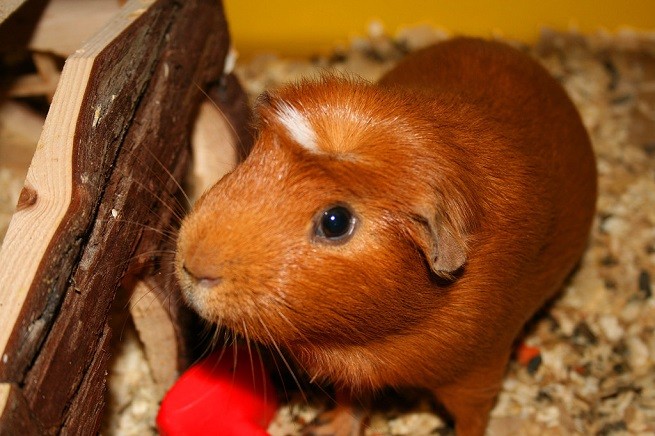 cavia