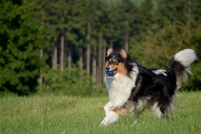 collie