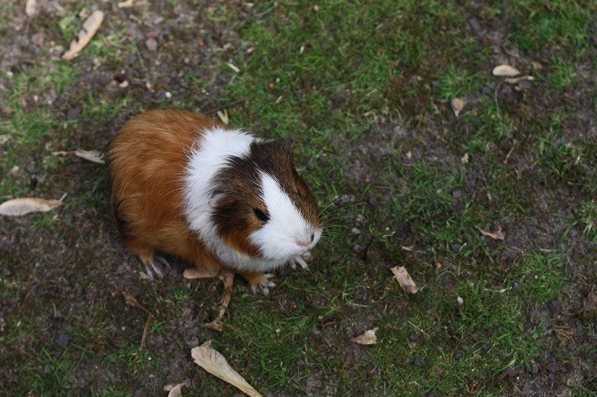 cavia