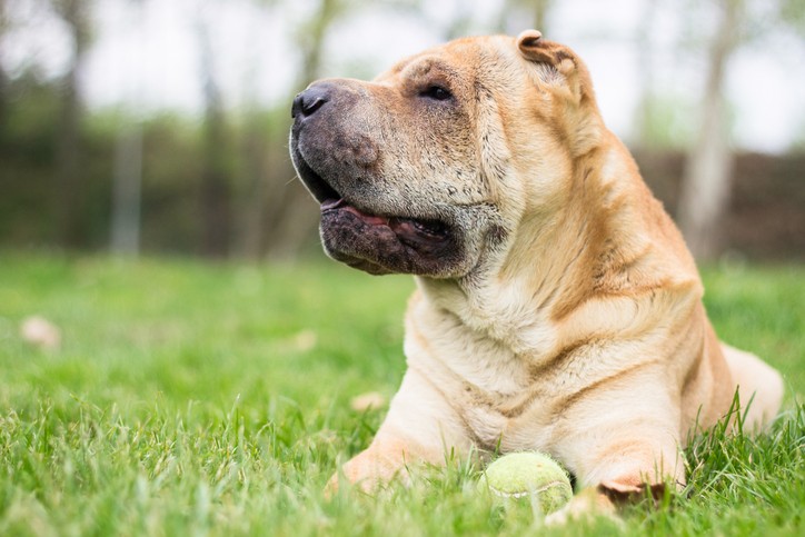 Shar-Pei