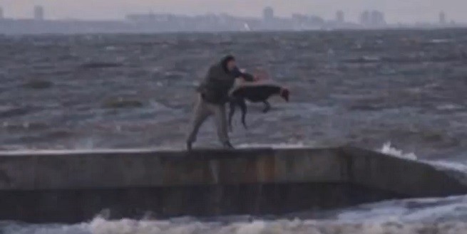 Cani gettati in acqua fredda