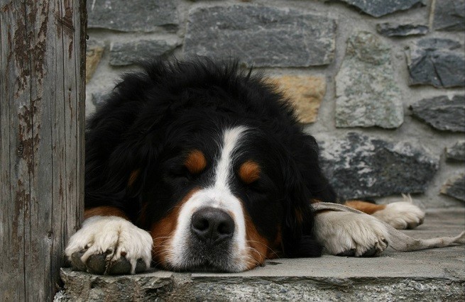 Bovaro del Bernese