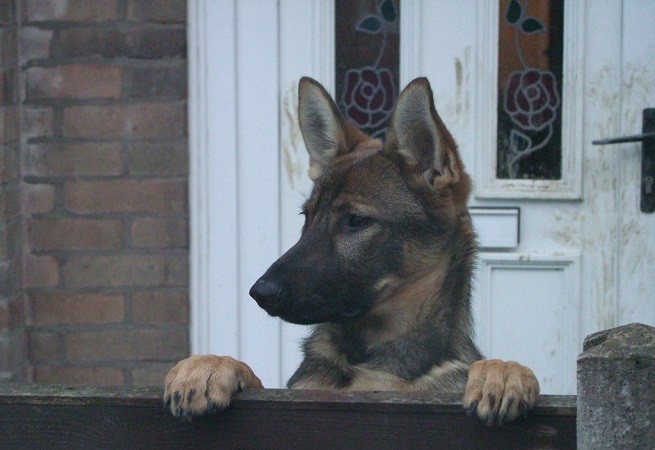 Cane: arrivano ospiti