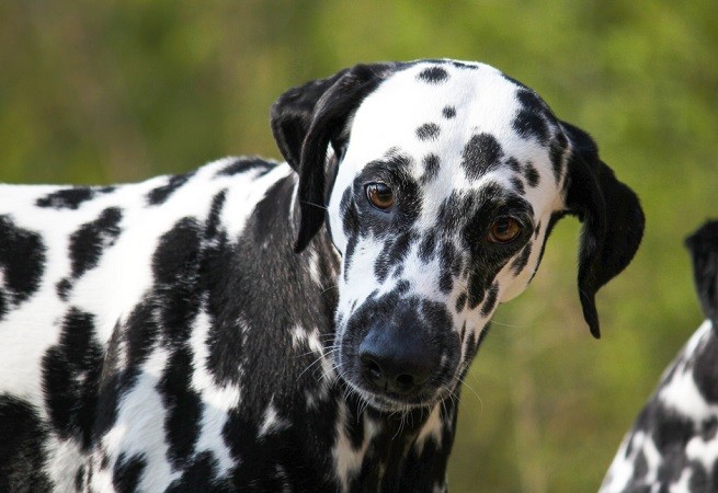 Dalmata