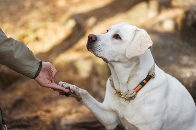 Labrador retriever