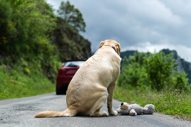 Labrador abbandonato in strada