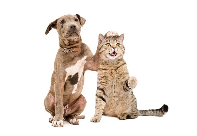 Cane e gatto giocano insieme