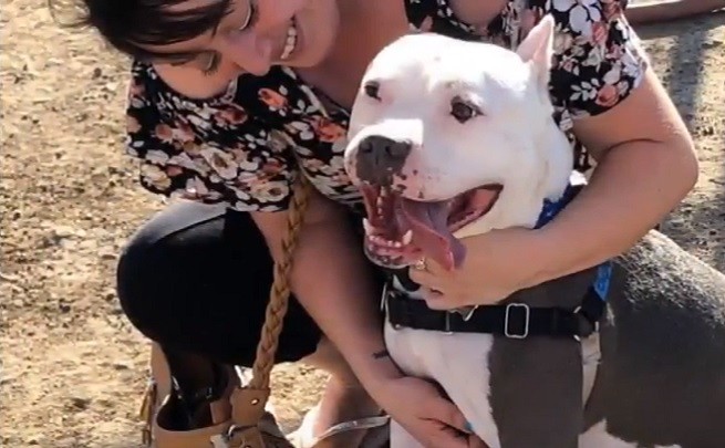 Dodger, Pitbull bianco e grigio