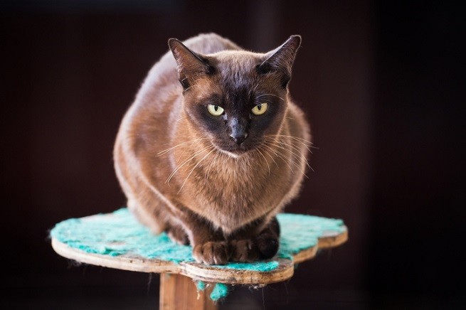 Un gatto Burmese sul trespolo