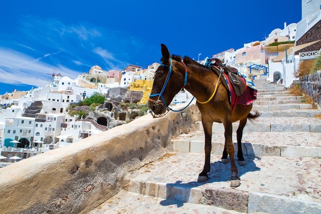 Un asino a Santorini