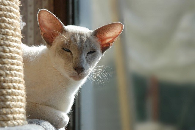 Gatto Siamese che dorme