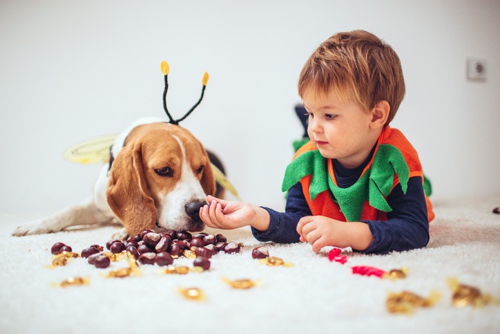 I cani possono mangiare le castagne