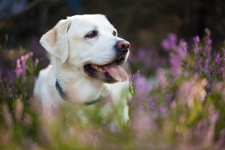 Quanto dura il ciclo dei cani