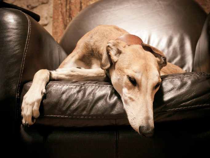 Cani Saluki