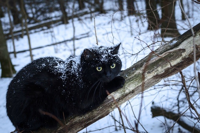 Gatto di Natale d'Islanda: gatto nero sulla neve