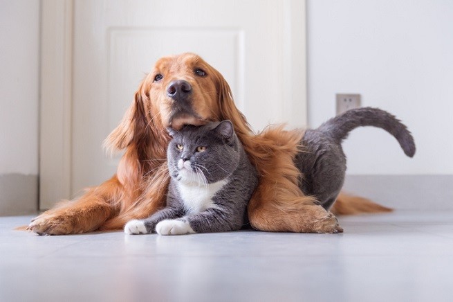 Cane e gatto insieme