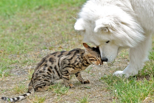 Cane e gatto giocano insieme