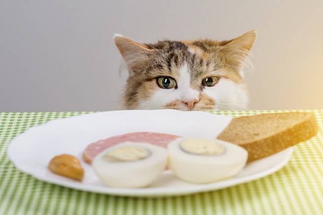 Gatto che sta per rubare il cibo in tavola