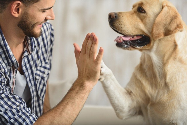 Zoonosi inverse: Labrador che dà il cinque