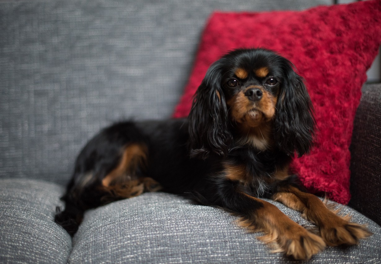 Cavalier King Charles Spaniel