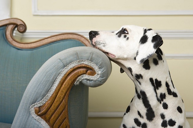 Dalmata e i calcoli di urato di ammonio