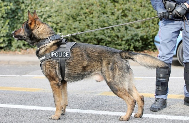 Cane poliziotto: Pastore Tedesco grigione