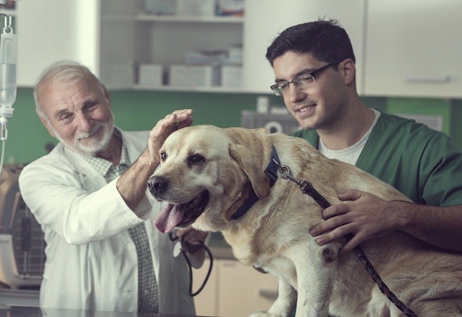 Cane dal veterinario