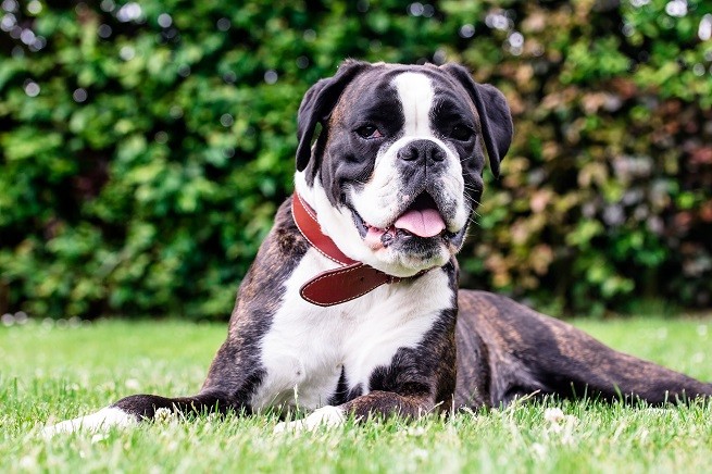 Boxer e displasia renale del cane