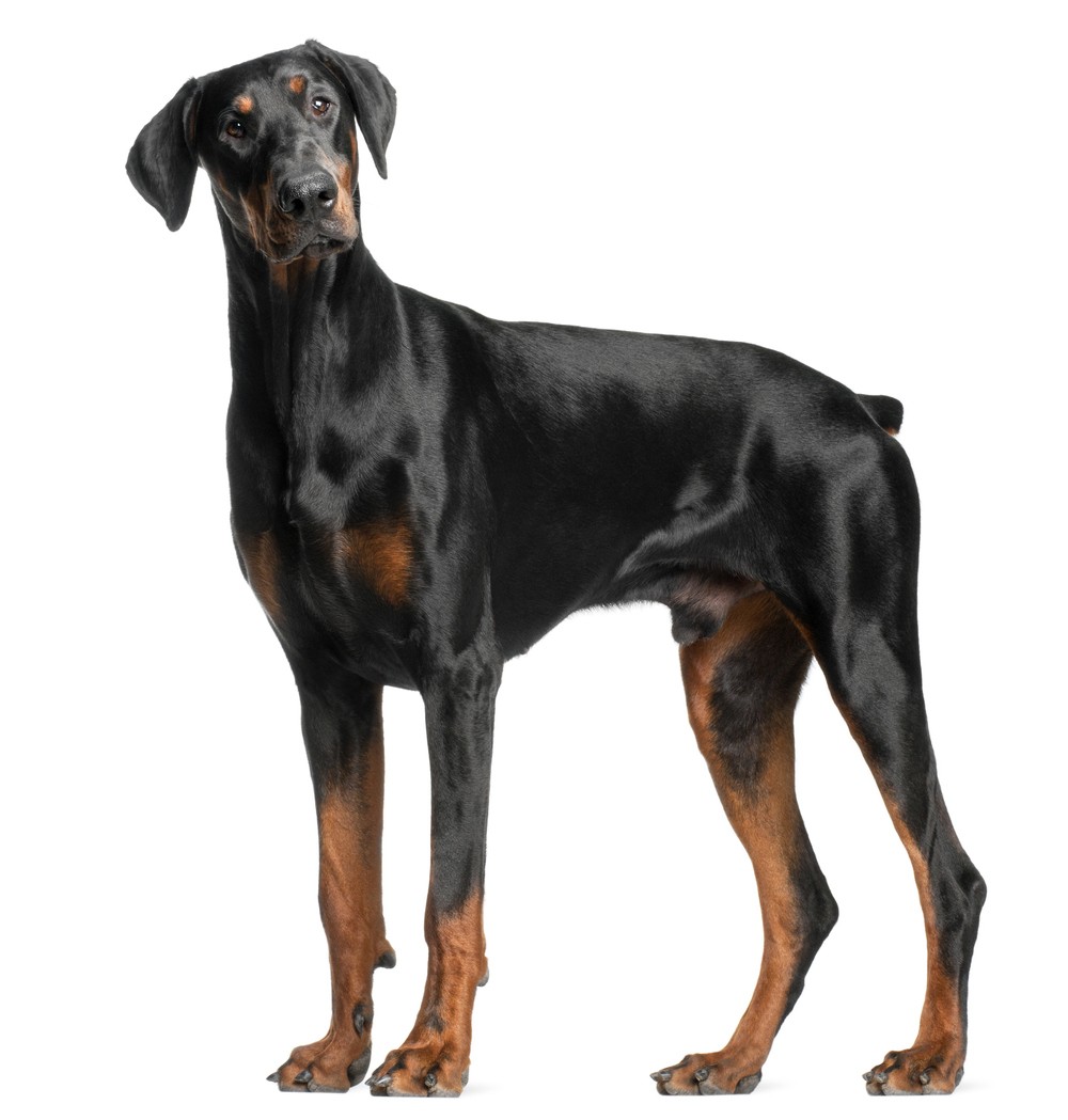 Dobermann adulto