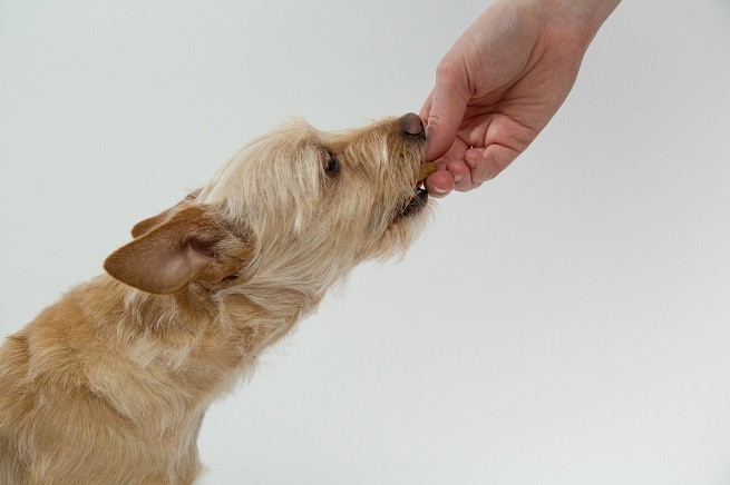 Problemi comportamento alimentare cane