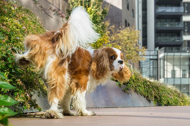 Cavalier King Charles Spaniel che marca