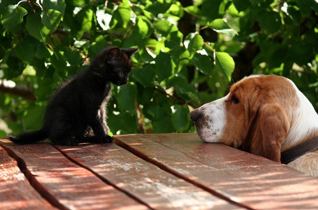 Cane e gatto