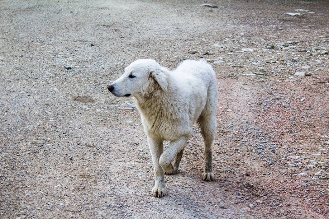 Cane che zoppica