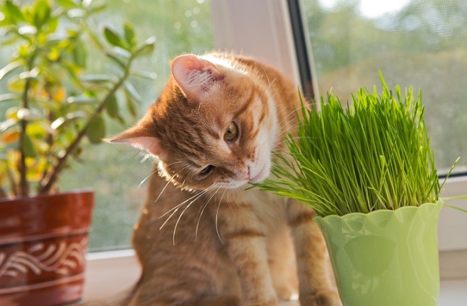 Gatto mangia erba gatta