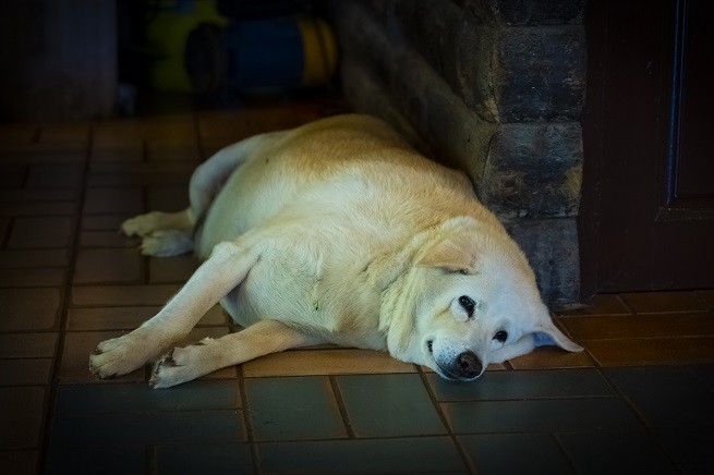 Ipotiroidismo cane grasso: Labrador